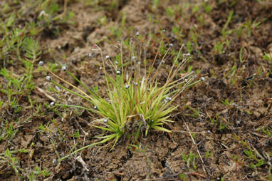 APII jpeg image of Eriocaulon australasicum  © contact APII