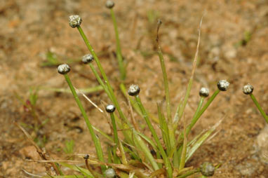 APII jpeg image of Eriocaulon australasicum  © contact APII