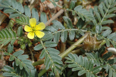 APII jpeg image of Tribulus terrestris  © contact APII