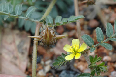 APII jpeg image of Tribulus terrestris  © contact APII