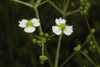 APII jpeg image of Alisma plantago-aquatica  © contact APII