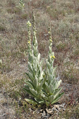 APII jpeg image of Verbascum thapsus subsp. thapsus  © contact APII