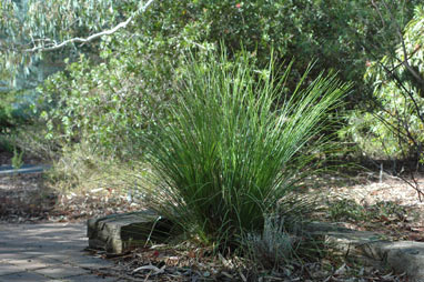 APII jpeg image of Xanthorrhoea malacophylla  © contact APII