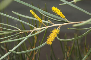 APII jpeg image of Acacia brachystachya  © contact APII