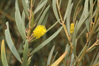 APII jpeg image of Acacia craspedocarpa  © contact APII