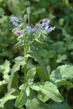 APII jpeg image of Borago officinalis  © contact APII