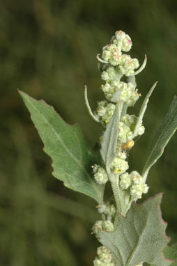 APII jpeg image of Chenopodium album  © contact APII