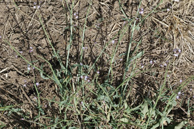 APII jpeg image of Verbena africana  © contact APII