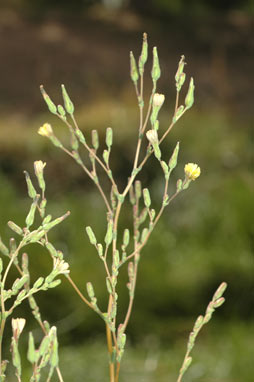 APII jpeg image of Lactuca serriola f. serriola  © contact APII