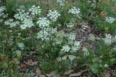 APII jpeg image of Daucus carota  © contact APII