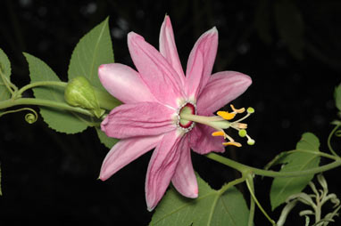 APII jpeg image of Passiflora tarminiana  © contact APII