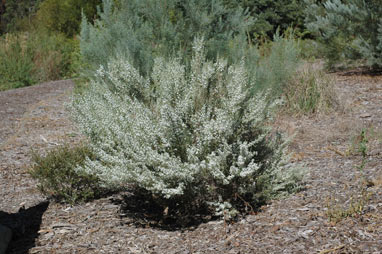 APII jpeg image of Olearia ramulosa var. stricta  © contact APII