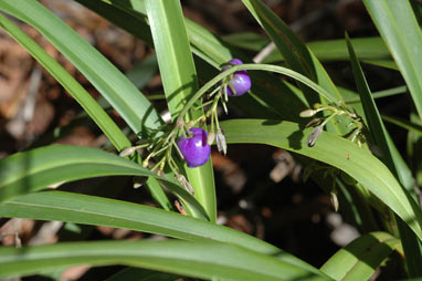 APII jpeg image of Dianella sp. Lord Howe Island (M.D.Crisp 4505 & I.R.H.Telford)  © contact APII