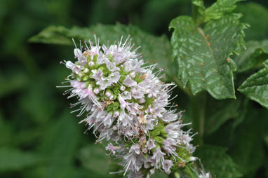 APII jpeg image of Mentha spicata  © contact APII