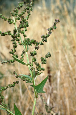 APII jpeg image of Atriplex prostrata  © contact APII