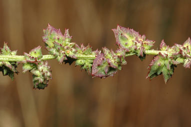 APII jpeg image of Atriplex prostrata  © contact APII