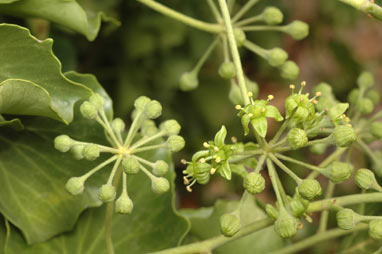 APII jpeg image of Hedera hibernica  © contact APII