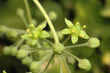 APII jpeg image of Hedera hibernica  © contact APII