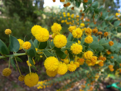 APII jpeg image of Acacia uncinata  © contact APII