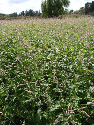 APII jpeg image of Persicaria lapathifolia  © contact APII