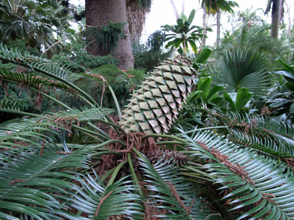 APII jpeg image of Lepidozamia peroffskyana  © contact APII