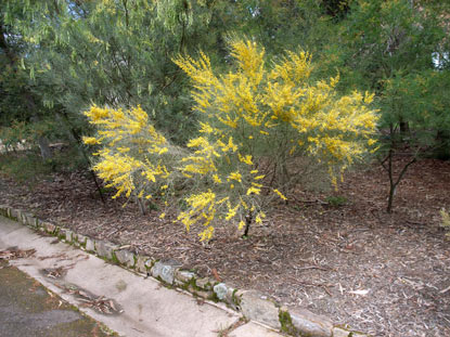 APII jpeg image of Acacia rigens  © contact APII