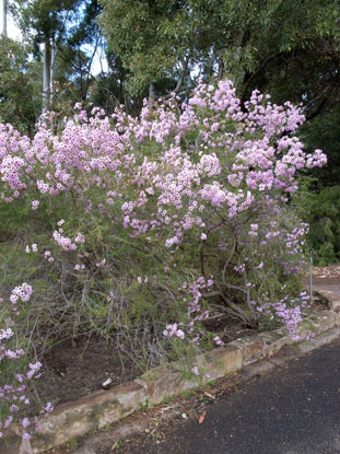 APII jpeg image of Chamelaucium uncinatum 'Cascade Brook'  © contact APII