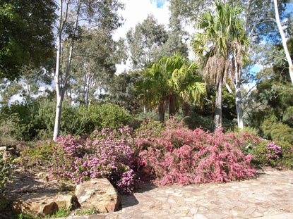 APII jpeg image of Leptospermum 'Bywong Merinda'  © contact APII