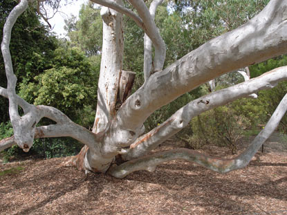 APII jpeg image of Eucalyptus mannifera  © contact APII