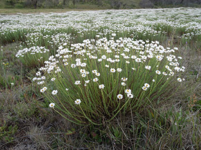 APII jpeg image of Rhodanthe anthemoides  © contact APII