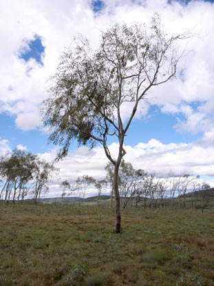 APII jpeg image of Eucalyptus lacrimans  © contact APII