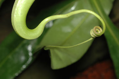 APII jpeg image of Nepenthes mirabilis  © contact APII