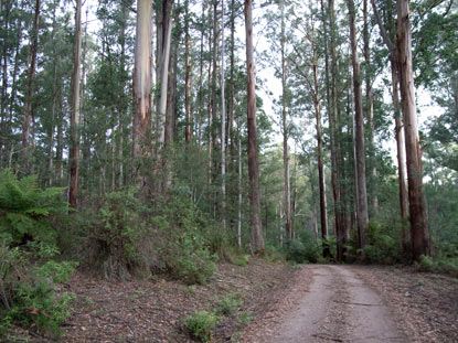 APII jpeg image of Eucalyptus regnans  © contact APII