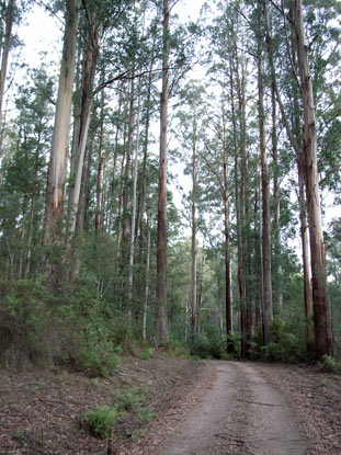 APII jpeg image of Eucalyptus regnans  © contact APII