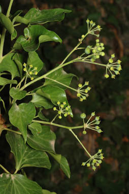 APII jpeg image of Hedera helix  © contact APII