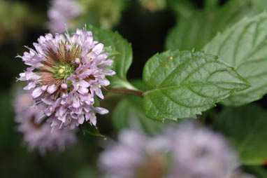 APII jpeg image of Mentha piperita nothomorph x citrata  © contact APII