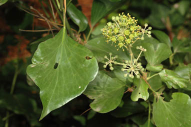 APII jpeg image of Hedera aff. hibernica  © contact APII