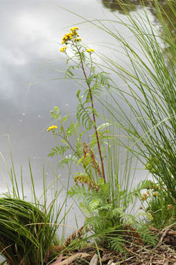 APII jpeg image of Tanacetum vulgare  © contact APII