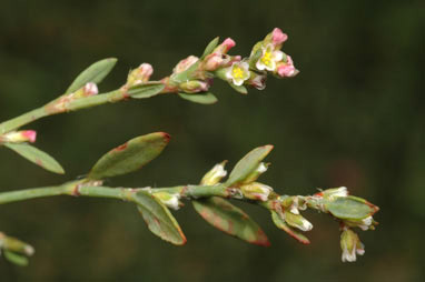 APII jpeg image of Polygonum arenastrum  © contact APII