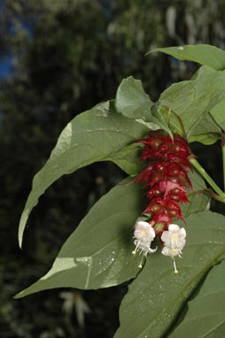 APII jpeg image of Leycesteria formosa  © contact APII