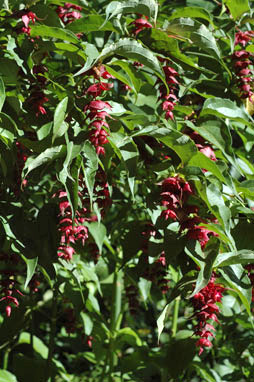 APII jpeg image of Leycesteria formosa  © contact APII