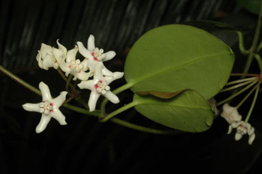 APII jpeg image of Hoya australis subsp. australis  © contact APII