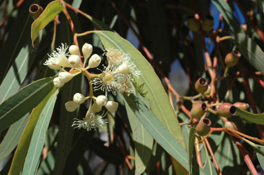 APII jpeg image of Corymbia trachyphloia  © contact APII