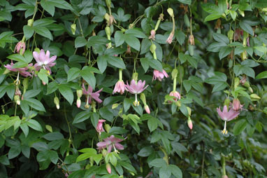 APII jpeg image of Passiflora tarminiana  © contact APII