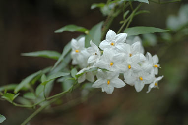 APII jpeg image of Solanum laxum  © contact APII