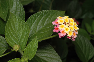 APII jpeg image of Lantana camara  © contact APII