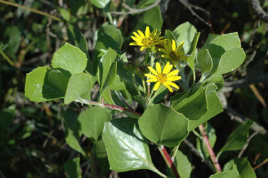 APII jpeg image of Chrysanthemoides monilifera subsp. rotundata  © contact APII