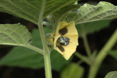 APII jpeg image of Physalis peruviana  © contact APII