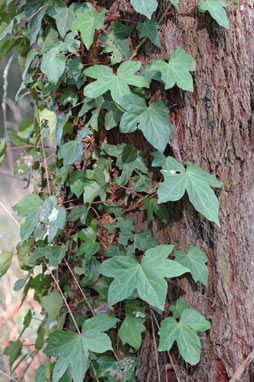 APII jpeg image of Hedera helix  © contact APII