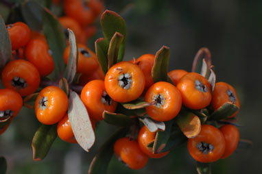 APII jpeg image of Pyracantha angustifolia  © contact APII